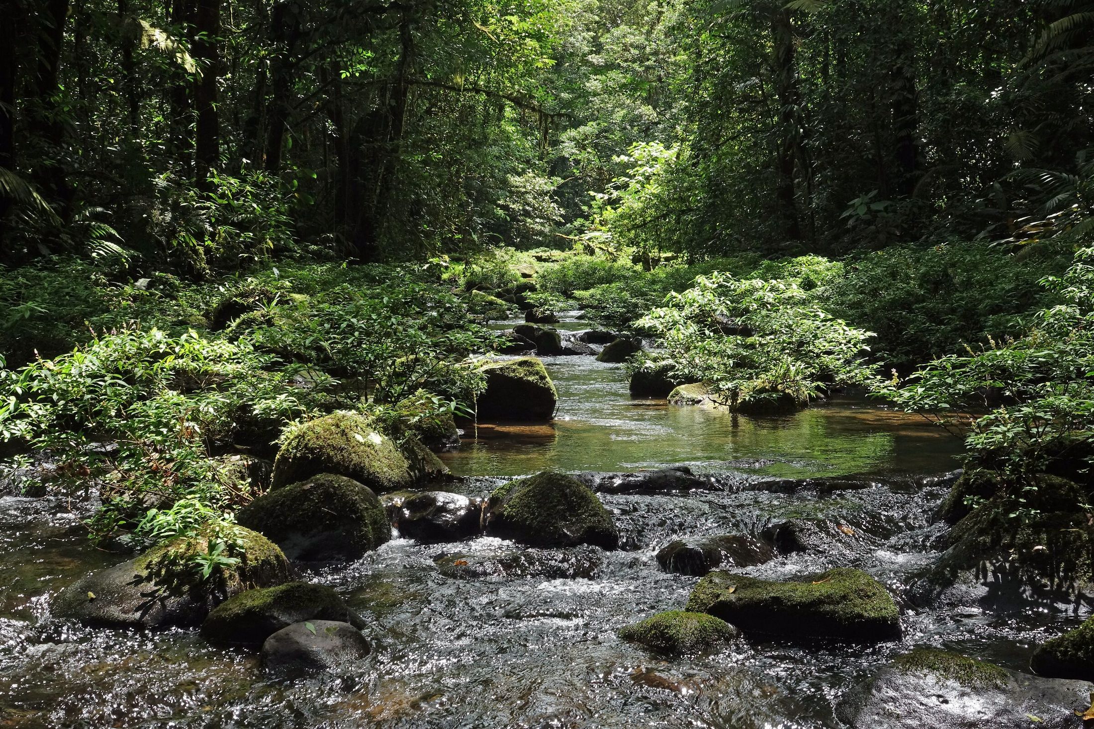 Forest river on the Lago Cote property